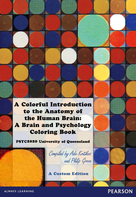 Picture of Colorful Introduction to the Anatomy of the Human Brain, A