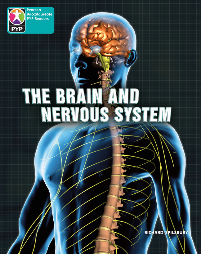 Picture of PYP L10 Brain and nervous system 6PK